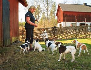 gårdshundar gårdshundar