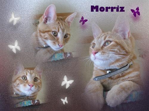 Morriz 1 år är död Morriz 1 år är död