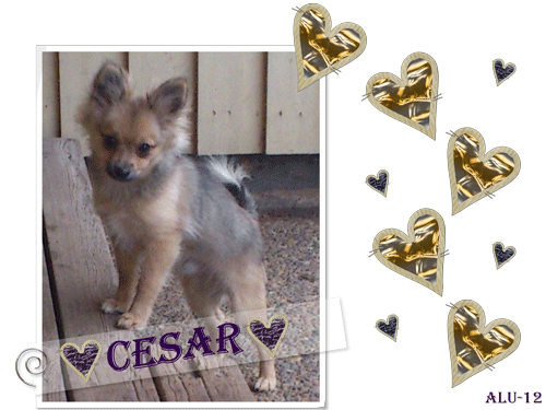 Cesar Cesar