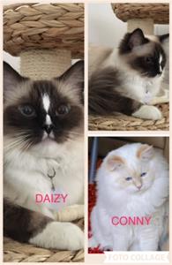 Daizy o Conny Daizy o Conny