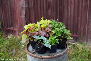_MG_0192 _MG_0192