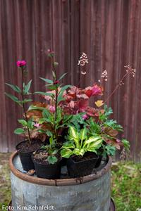 _MG_0168 _MG_0168