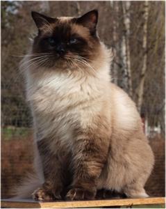 Bamse Bamse